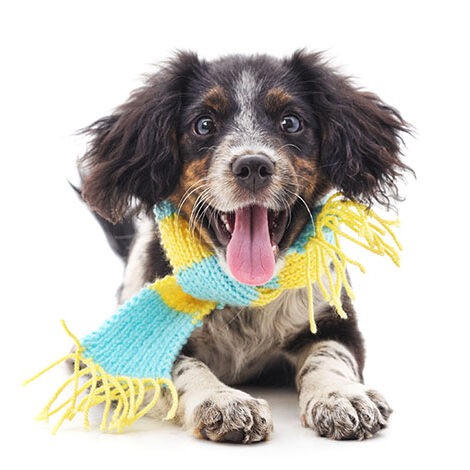 homepage-dog-w_-scarf